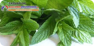 Salchichón de crema de menta con galletas de chocolate