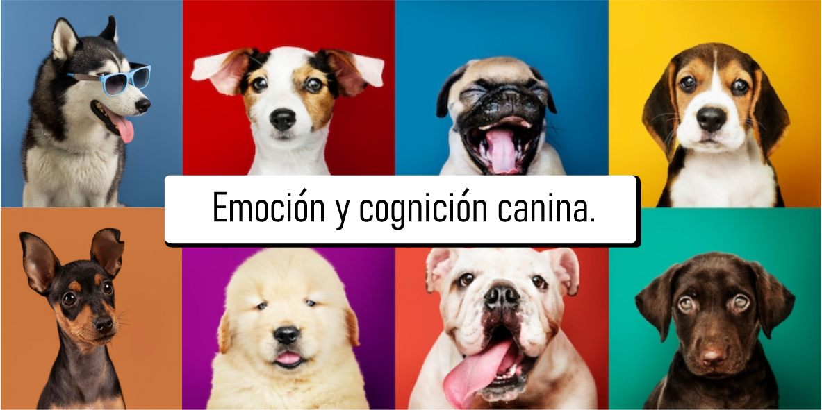 Emoción y cognición canina.